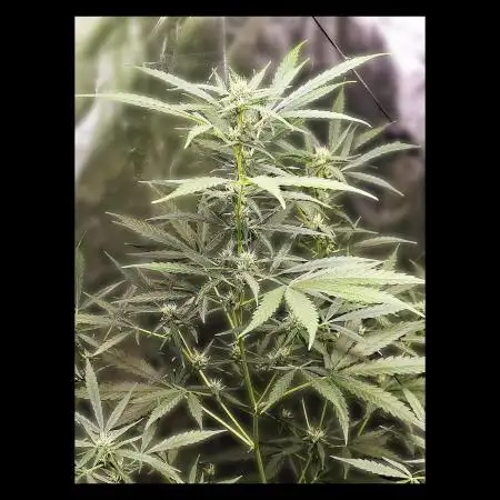 🖤🍃 Black Opium 🌱🖤