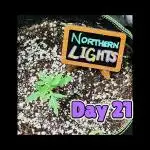 💫 Northern Lights 💫 Divine Seeds