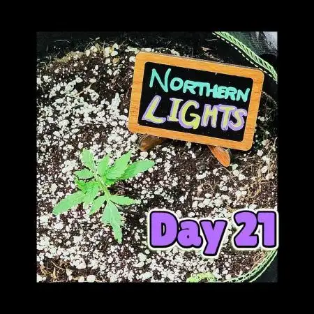 💫 Northern Lights 💫 Divine Seeds