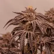 PAPAYTON, BCG, LCR, WATERMELON Z