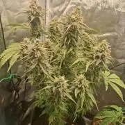 Couple weeks ago I pressed a button