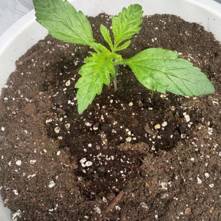 Permanent Marker - Auto Seeds