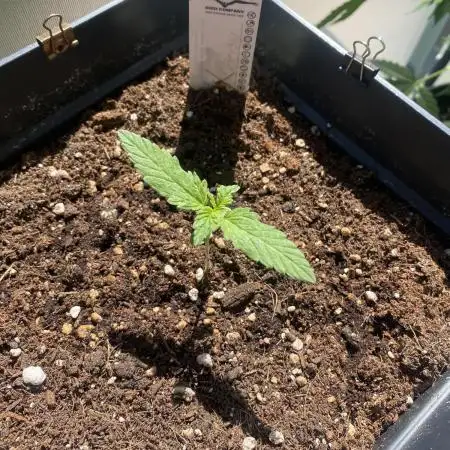 Auto Candy Bubatz XL - Dutch Passion Grow Competition