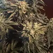 420 - Guava Sundae