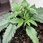 Eternity Cup 2026 - Sticky Brokkoli Auto