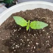 Permanent Marker - Auto Seeds