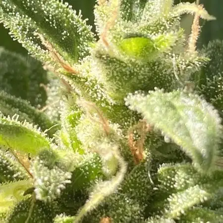 Auto Candy Bubatz XL - Dutch Passion Grow Competition