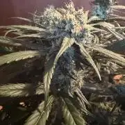 420 - Guava Sundae