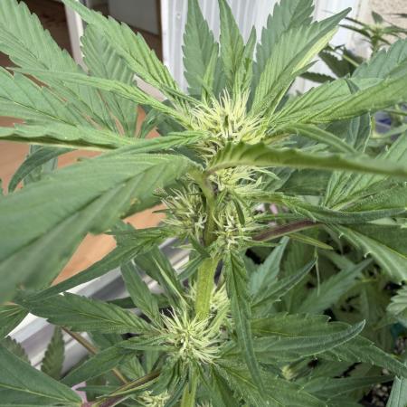 420 - Guava Runtz