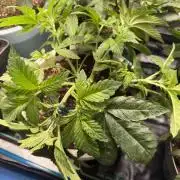 Permanent Marker - Auto Seeds