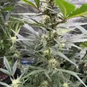420 - Guava Runtz