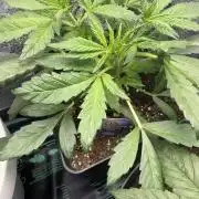 Eternity Cup 2026 - Sticky Brokkoli Auto