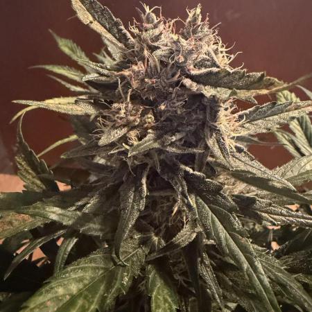 420 - Guava Runtz