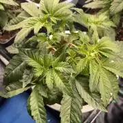 Permanent Marker - Auto Seeds