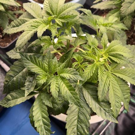 Permanent Marker - Auto Seeds