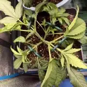 Eternity Cup 2026 - Sticky Brokkoli Auto