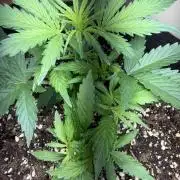420 - Sour Jealousy