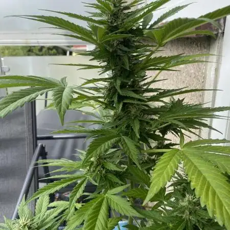 Auto Candy Bubatz XL - Dutch Passion Grow Competition