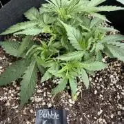 420 - Bubblegum