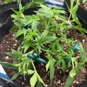 Expert Seeds - Blue Cheese Auto