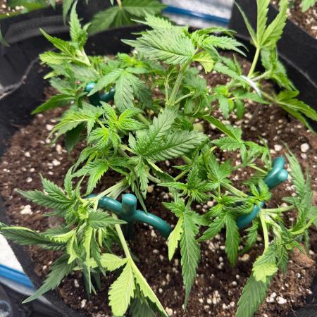 Expert Seeds - Blue Cheese Auto