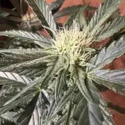 420 - Bubblegum