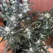 420 - Guava Runtz