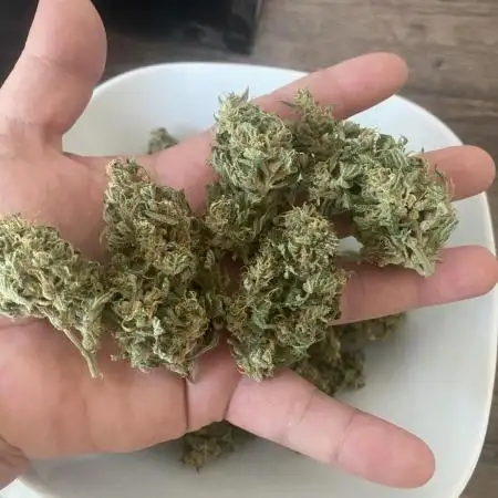 Pineapple Slush XL - SweetSeeds