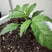 Permanent Marker - Auto Seeds