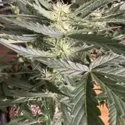 420 - Bubblegum