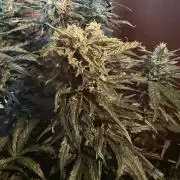 420 - Sour Jealousy