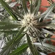 420 - Guava Sundae