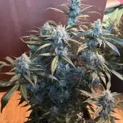 420 - Sour Jealousy