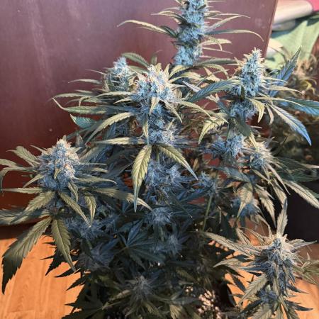 420 - Sour Jealousy