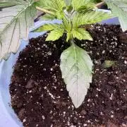 Permanent Marker - Auto Seeds