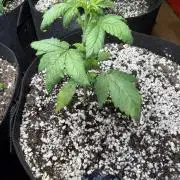 420 - Tropicana Cookies