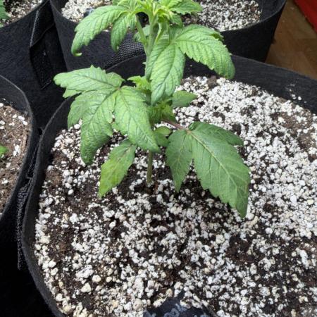 420 - Tropicana Cookies