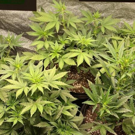 Expert Seeds - Blue Cheese Auto