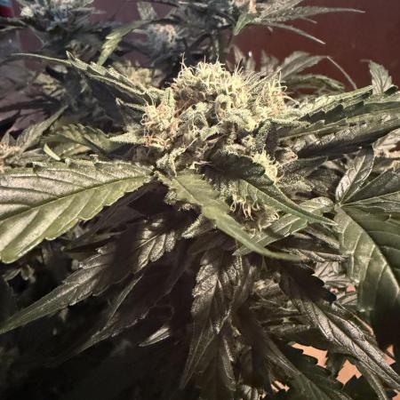 420 - Bubblegum