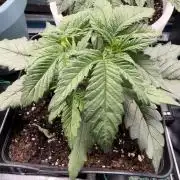 Eternity Cup 2026 - Sticky Brokkoli Auto