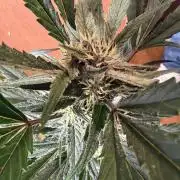 420 - Guava Runtz