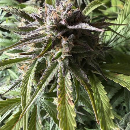 Permanent Marker - Auto Seeds