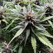 Permanent Marker - Auto Seeds