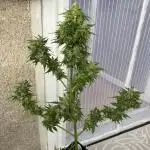 Auto Candy Bubatz XL - Dutch Passion Grow Competition