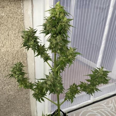 Auto Candy Bubatz XL - Dutch Passion Grow Competition