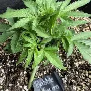 420 - Bubblegum