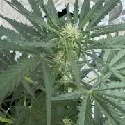 420 - Sour Jealousy