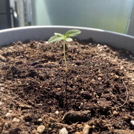 Auto Moon Rock
