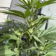 420 - Lemon Cherry Cookies