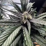 420 - Lemon Cherry Cookies